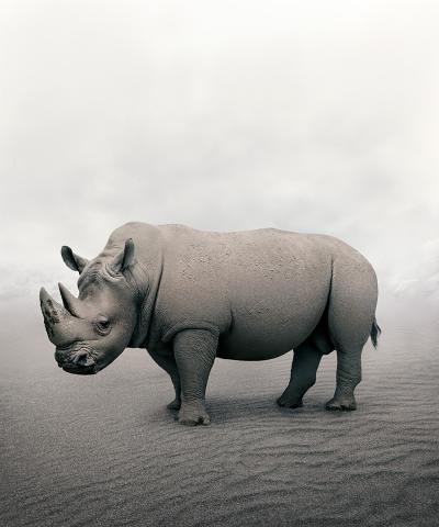 Alice Zilberberg Restful Rhino Alice Zilberberg 2019
