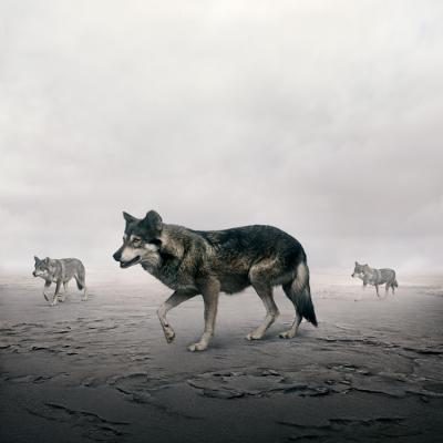 Alice Zilberberg This Way Wolves Alice Zilberberg 2020